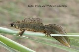 Balkan Crested Newt, Reptiles and amphibians photography in Bulgaria Photo by Georgi Krastev