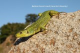 Balkan Green Lizard; Reptiles and Amphibians Photo by Georgi Krastev