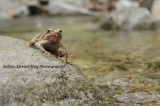 Balkan Stream Frog+Reptiles and amphibians photography in Bulgaria Photo by Georgi Krastev