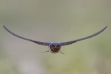 Barn swallow - having seen a mixed flock of barn swallows and sand martins catching mosquitoes low above the grass, I have quickly set up my camera, put the right, settings and using manual focus I soon took few hundreds shots, of which there are 3-4 good flight shots.
EXIF:
Canon 1DX
Canon EF 400 f/2.8 USM IS II
1/2500 sec. f/4.5 ISO 640 Photo by Bogdan Boev