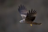 Last two days I have been testing a new site for building a photography hide in the Eastern Rhodope. Beside the vultures, two Black kites were also attracted by the bait, so I managed to get few flight shots from the canvas hide.
Exif:
Canon 5D mark III
Canon 400 2.8 USM IS II @ 3.2
1/1250 sec. / ISO 800
 Photo by Bogdan Boev