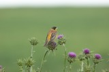 Black-headed Bunting, Birds in Georgia Photo by Dobromir Domuschiev