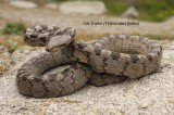 Cat Snake+Reptiles and amphibians photography in Bulgaria Photo by Georgi Krastev