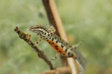 Common Newt (Lissotriton vulgaris) Reptiles and amphibians Photo by Georgi Krastev