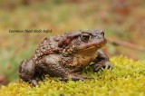 Common Toad+Reptiles and amphibians photography in Bulgaria Photo by Georgi Krastev