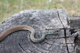 Dahl's Whip Snake (Platyceps najadum) Photo by Georgi Krastev