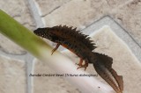 Danube Crested Newt, Reptiles and amphibians photography in Bulgaria Photo by Georgi Krastev