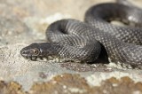 Dice Snake MELANISTIC (Natrix tessellata) Reptiles and amphibians Photo by Georgi Krastev