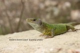 Eastern Green Lizard, Reptiles and amphibians photography in Bulgaria Photo by Georgi Krastev