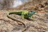 Eastern Green Lizard+Reptiles and amphibians photography in Bulgaria Photo by Georgi Krastev