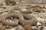 Eastern Montpellier Snake Photo by Georgi Krastev