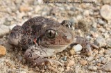 Eastern Spadefoot; Reptiles and Amphibians Photo by Georgi Krastev