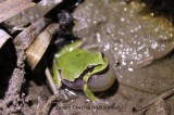 Eastern Tree Frog, Reptiles and amphibians photography in Bulgaria Photo by Georgi Krastev