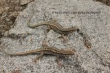 Erhard's Wall Lizard+Reptiles and amphibians photography in Bulgaria Photo by Georgi Krastev