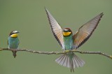  One of the easyest and colorful birds for photography in Bulgaria.Shot made from camouflage tent.It was cloudy day, wind direction just perfect and bee eaters landed all the time from right side of the perch  
exif:
Canon 5D Mark III 
Canon EF400 2.8 USM IS II + 2X converter @ 7.1
ISO 400
1/1250 sec.
Image by Bogdan Boev  Photo by Bogdan Boev