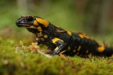 Fire Salamander (Salamandra salamandra) Reptiles and amphibians Photo by Georgi Krastev