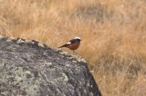 Giuldenstadt Redstart  Photo by Dobromir Domuschiev