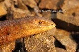 Glass Lizard; Reptiles and Amphibians Photo by Georgi Krastev