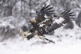 Our guest Jetmir Troshani took this picture of this immature Golden Eagle in heavy snowing from our Golden Eagle`s hide in Bulgaria, during Golden Eagle photography tour in the end of December 2019. Gear: Nikon 850D, lens Nikkor 600mm f/4E FL ED VR, f/5.3, 1/2000 sec, ISO 2000 Photo by Jetmir Troshani