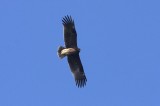 Graeter Spotted Eagle Photo by Dobromir Domuschiev