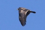 Graeter Spotted Eagle Photo by Dobromir Domuschiev