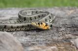 Grass Snake (Natrix natrix) Reptiles and amphibians Photo by Georgi Krastev