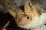 Great Mouse-eared Bat, Bats and caves tour gallery Photo by Boyan Petrov