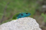 Green Lizard (Lacerta viridis) Reptiles and amphibians Photo by Georgi Krastev