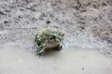 Green Toad (Bufotes viridis) Reptiles and amphibians Photo by Georgi Krastev