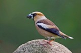 Hawfinch  Photo by Dr. Kevin Elsby