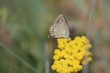 Butterflies and beauty of Armenia