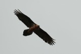 Lammergeier, Birds in Georgia Photo by Dobromir Domuschiev