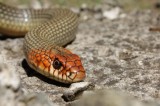 Large Whip Snake (Dolichophis caspius) Reptiles and amphibians Photo by Georgi Krastev