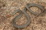 Large Whip Snake; Reptiles and Amphibians Photo by Georgi Krastev