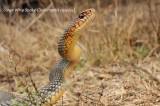 Large Whip Snake; Reptiles and Amphibians Photo by Georgi Krastev