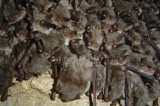 Long-fingered Bat, Bats and caves tour gallery Photo by Boyan Petrov