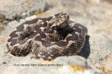 Nose-horned Viper, Reptiles and amphibians photography in Bulgaria Photo by Georgi Krastev