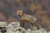 While photographing Griffon vultures we had 3 different foxes who kept visiting the baits in front of us. This one was the bravest and offered some good shots, this one being the best one to my opinion. 5D Mark III and 500/4 lens. Photo by Dobromir Domuschiev