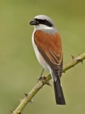 Red-backed shrike with prey  Photo by Mike Walker