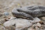 Sand Boa (Eryx jaculus) Reptiles and amphibians Photo by Georgi Krastev