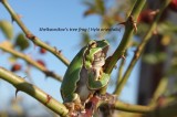 Shelkovnikov's Tree Frog; Reptiles and Amphibians Photo by Georgi Krastev