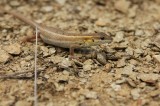 Snake-eyed Lacertid (Ophisops elegans) Reptiles and amphibians Photo by Georgi Krastev