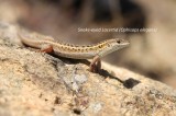 Snake-eyed Lacertid; Reptiles and Amphibians Photo by Georgi Krastev