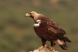 I was waiting for the vultures in a photo hide in Extremadura when the local pair of Spanish Imperial Eagle have suddenly appeared in front of me! A beautiful raptors and the only species so far that I have photographed first and observed seconds latter! Canon 5D MIII, 500/4 Canon lens, f 6,3, 1/400, ISO 640. Photo by Dobromir Domuschiev