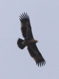 Steppe Eagle Photo by Dobromir Domuschiev