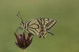 Butterflies and Macro Photography Tour Photo by Dobromir Domuschiev