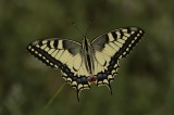 Butterflies and Macro Photography Tour Photo by Dobromir Domuschiev