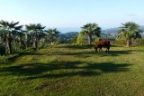 The garden of our guesthouse Photo by Dobromir Domuschiev