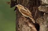 Wryneck  Photo by Mike Walker