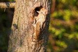 Wryneck by  Photo by Dr. Kevin Elsby